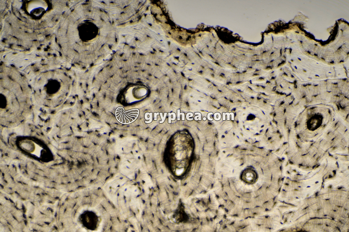 Os compact x40 - gryphea.com